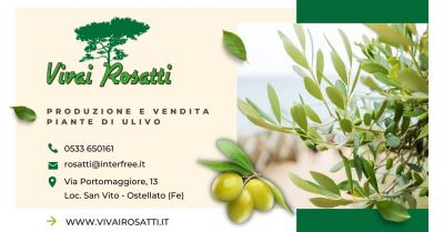  offerta produzione e vendita piante di ulivo italia occasione centro fornitura alberi di ulivo