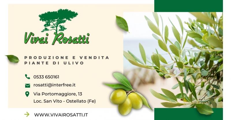  Offerta Produzione e vendita piante di Ulivo Italia - Occasione Centro fornitura alberi di Ulivo