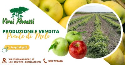 offerta vendita piante di melo produzione propria