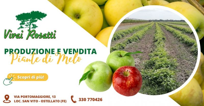 Offerta vendita piante di Melo produzione propria