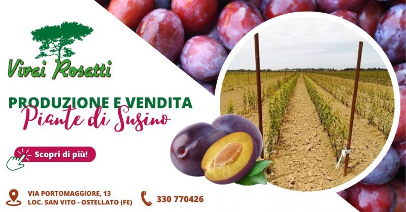 Offerta azienda specializzata produzione vendita varieta di piante Susino