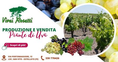 occasione vendita e produzione piante di uva da tavola