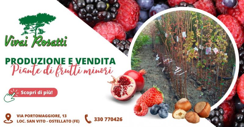 Occasione produzione e vendita piante di piccoli frutti