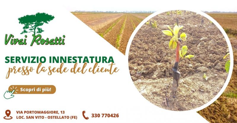 Servizio di innestatura di alta qualita Emilia Romagna