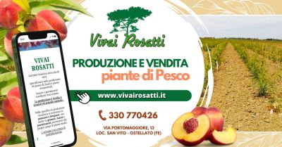 fornitura piante di pesco produzione propria