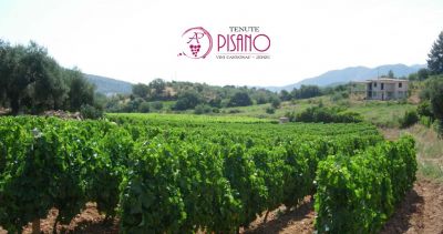  cantina tenute pisano jerzu offerta produzione e vendita vini pregiati sardi da vigneti eterogenei