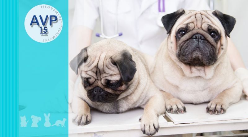 Ambulatorio Veterinario Pertusella  - Offerta visite oculistiche veterinarie – promozione animali visita oftalmologica varese