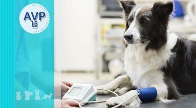 ambulatorio veterinario pertusella offerta misurazione pressione arteriosa negli animali promozione ipertensione arteriosa negli animali varese