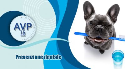 offerta igiene orale e prevenzione dentale per cani e gatti varese ambulatorio veterinario pertusella