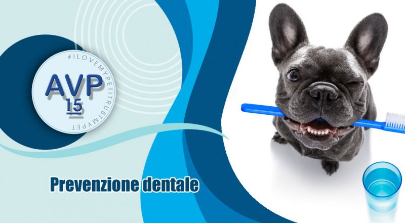  offerta igiene orale e prevenzione dentale per cani e gatti varese - Ambulatorio Veterinario Pertusella