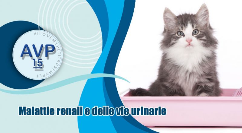 offerta malattie renali e delle vie urinarie nel cane varese - occasione malattie renali nel gatto varese