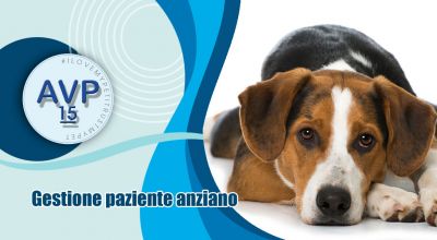 offerta gestione cane anziano varese occasione benessere e salute cane anziano varese