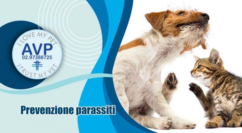 offerta prevenzione parassiti cane e gatto varese – occasione prevenzione parassiti interni esterni nel cane varese