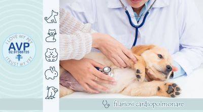 occasione parassita della filariosi cardiopolmonare canina e felina
