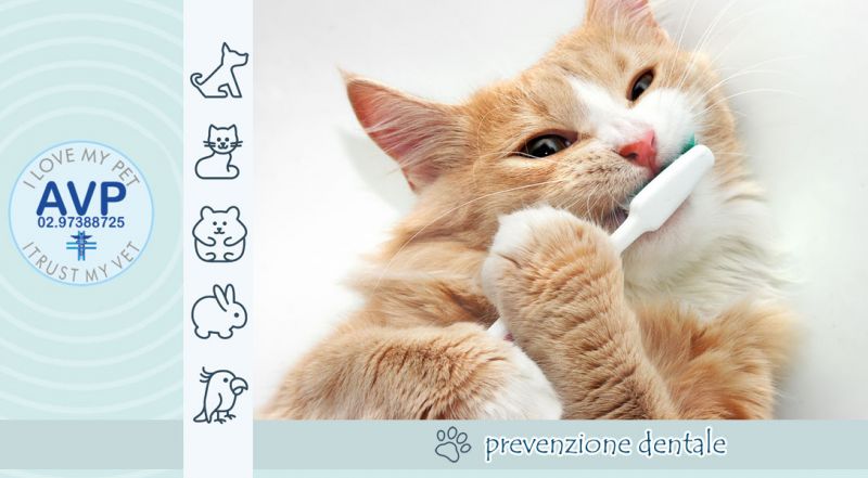 Occasione Visita Dentistica per Cani e Gatti Prevenzione Malattie Orali