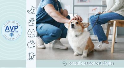 occasione consulenza dermatologica veterinaria controllo animali domestici