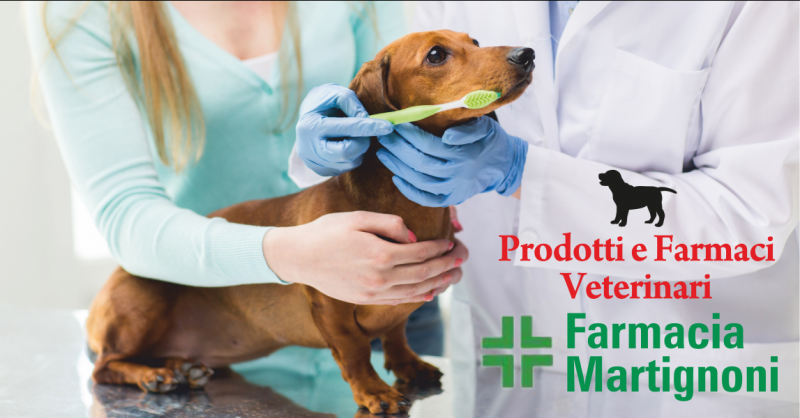 offerta farmacia vendita farmaci veterinari - occasione vendita prodotti per animali massa carrara