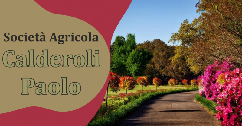 Offerta progettazione e realizzazione aree verdi Bergamo - occasione manutenzione aree verdi Bergamo