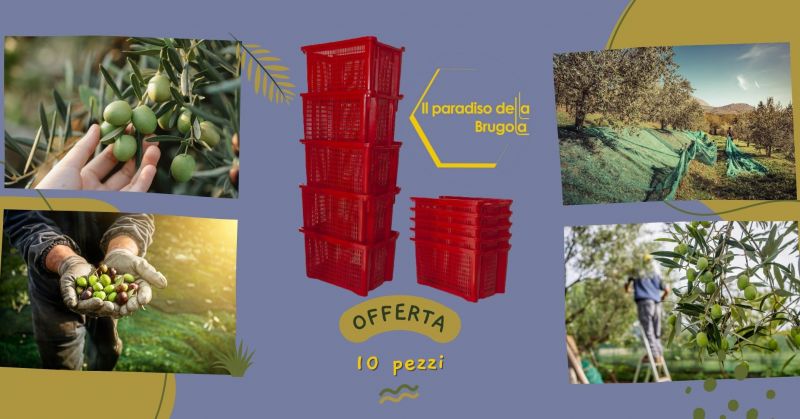  Offerta cassette aperte impilabili per la raccolta delle olive