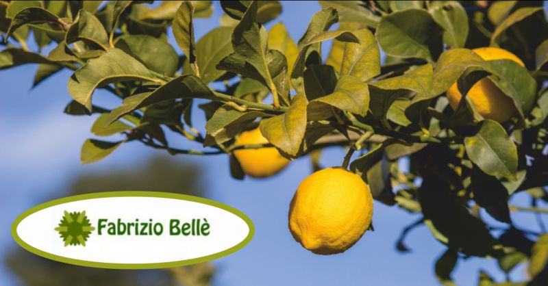  belle fabrizio offerta potatura alberi - occasione potatura alberi ad alto fusto massa carrara