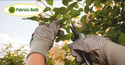 belle fabrizio offerta servizio potatura alberi ad alto fusto massa occasione servizi di giardinaggio carrara