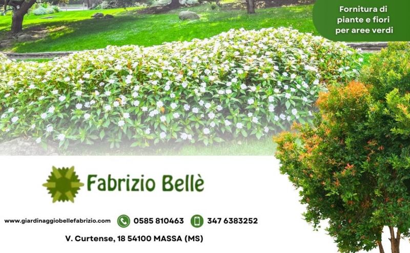 fornitura di piante e fiori per aree verdi