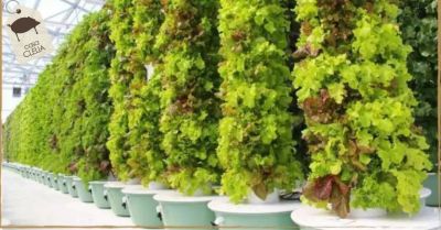 vertical aeroponic cultivation sustainable agriculture made in italy
