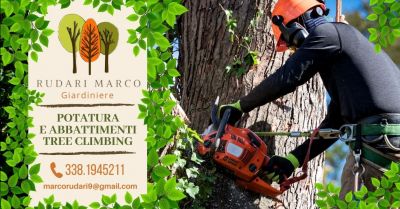 offerta servizio abbattimento alberi tree climbing verona occasione potatura alberi ad alto fusto provincia verona