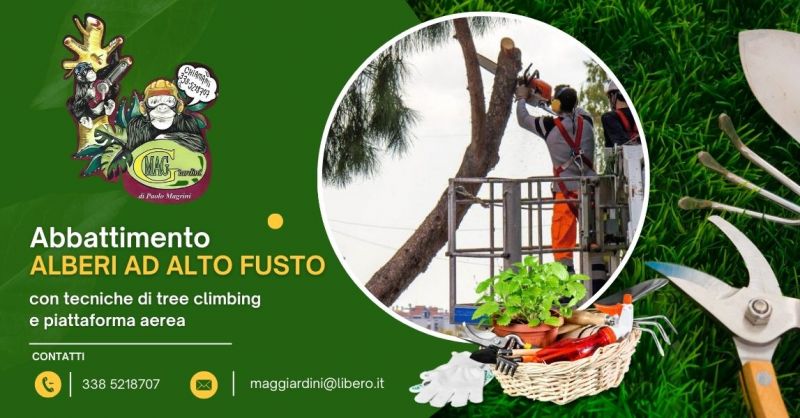 servizio professionale di abbattimento alberi ad alto fusto