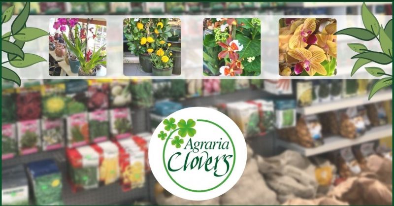 offerta articoli e attrezzature per il verde - promozioni vendita piante e fiori Lucca