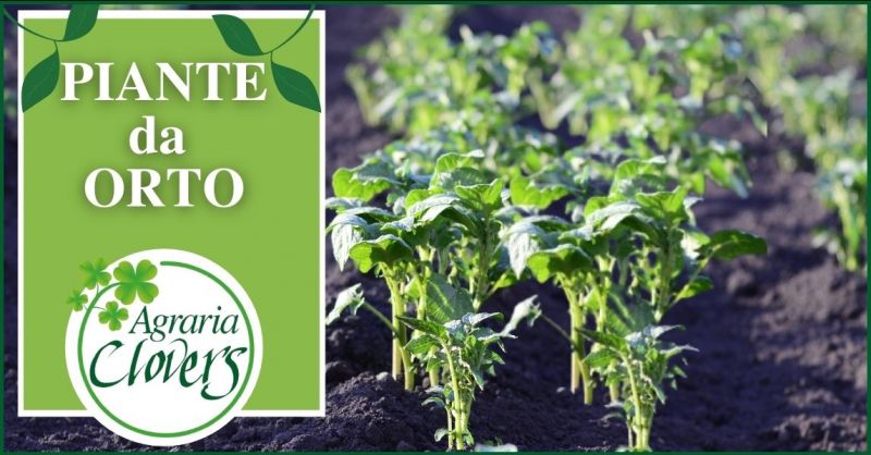 promozione vendita piante e sementi da orto Lucca - AGRARIA CLOVERS