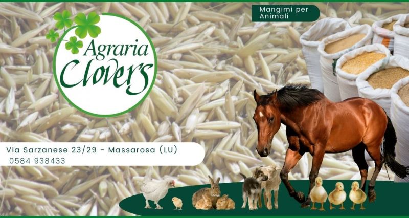 offerta mangimi per animali di alta qualità Lucca - AGRARIA CLOVERS