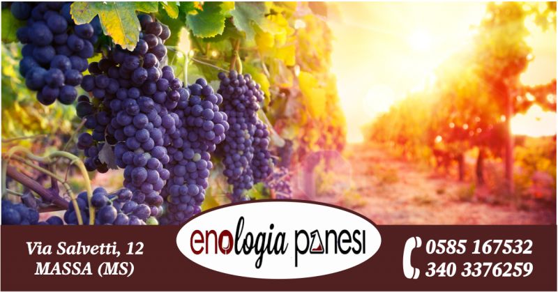 enologia panesi offerta vendita prodotti enologici - occasione consulenza prodotti per la cantina vigneto