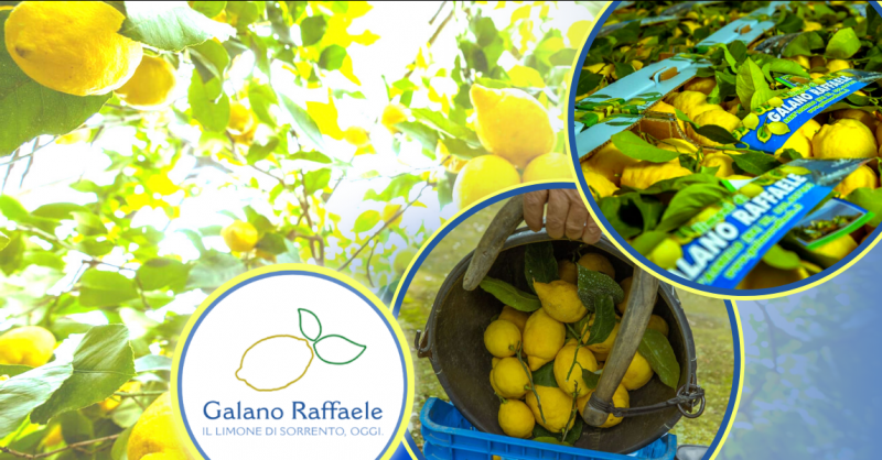 Offerta vendita limoni di Sorrento all ingrosso - occasione esportazione limoni di Sorrento IGP
