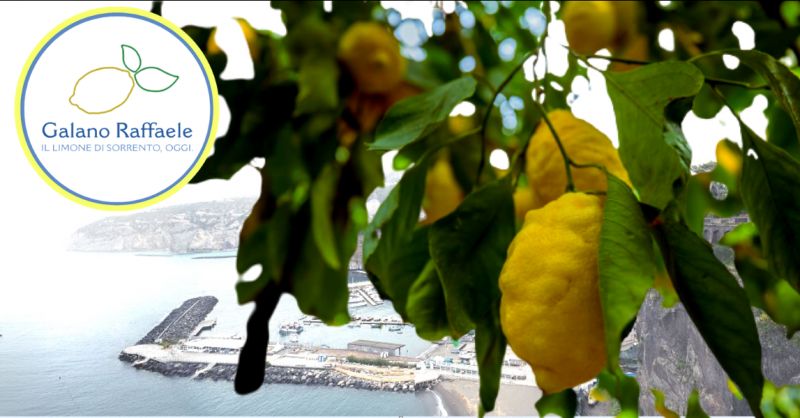 GALANO RAFFAELE Offerta produttori limoni di Sorrento - occasione limoni di Sorrento spedizione
