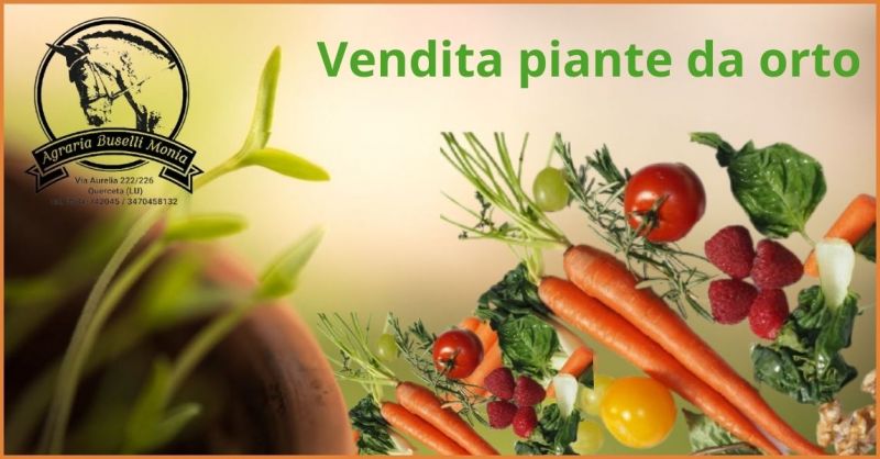  offerta piante da orto ditta Orto Mio agraria Lucca - promozione vendita piante da coltivare Lucca