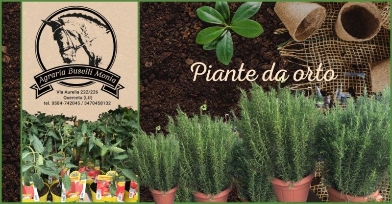 offerta vendita piantine da Orto Versilia e Pietrasanta - occasione piante e fiori  Versilia