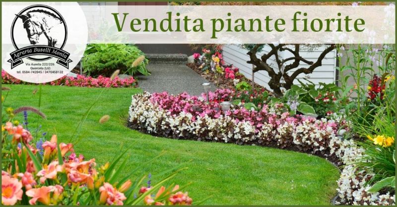  occasione vendita piante fiorite Versilia - AGRARIA BUSELLI