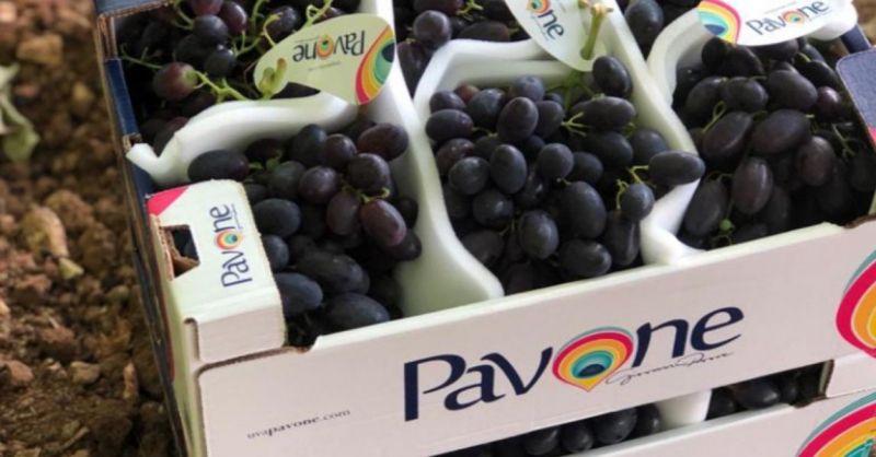  Azienda agricola PAVONE - Offerta migliore azienda Italiana produzione uve da tavola alta qualità