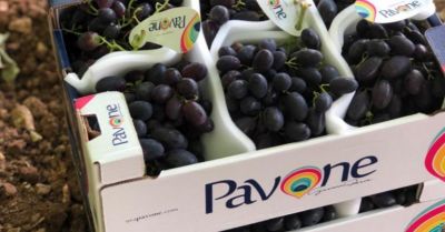  azienda agricola pavone offerta migliore azienda italiana produzione uve da tavola alta qualita