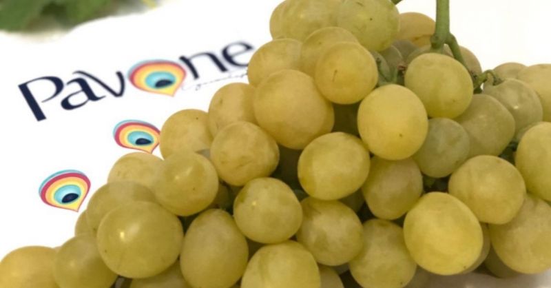  AZIENDA AGRICOLA PAVONE - Produktion und Verkauf von hochwertigen Tafeltrauben made in Italy