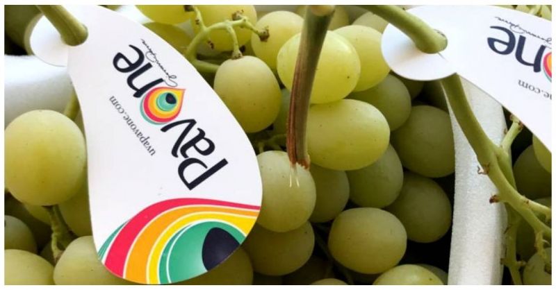 Azienda Agricola PAVONE - Offre de vente des meilleurs raisins de table des Pouilles de haute qualité produits en Italie
