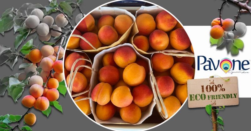 Azienda Agricola PAVONE - Occasion production and sale of made in Italy ORANGE RUBIS® apricots