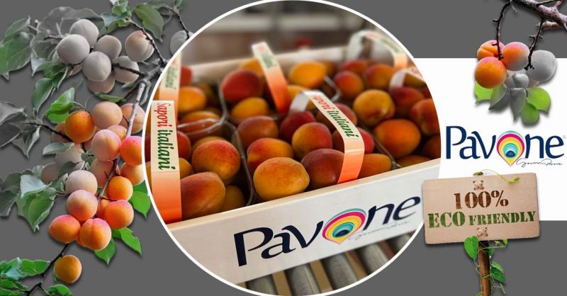 Azienda Agricola PAVONE - Oferta de producción y venta de albaricoques kioto procedentes de Italia