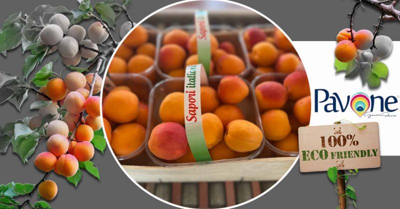 Azienda Agricola PAVONE - Oferta de producción y venta de albaricoque ORANGE RUBIS® producido en Italia