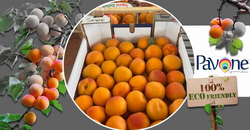 Azienda Agricola PAVONE - Offre production et vente d'abricots kioto Made in Italy