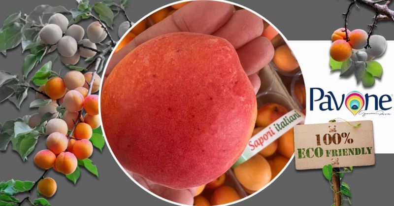 Azienda Agricola PAVONE - Promotion production et vente des abricots RUBISTA® made in Italy