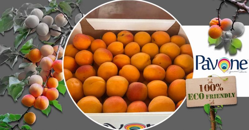 Azienda Agricola PAVONE - Occasion production et vente abricot ORANGE RUBIS® made in Italy