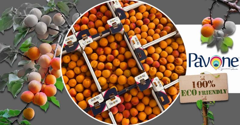 Offre de vente d'abricots made in Italy pour la grande distribution
