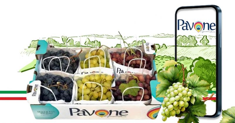 Produzione uva da tavola made in Italy